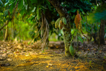 Chocolate tree ( Theobroma cacao ) with fruits bokeh background