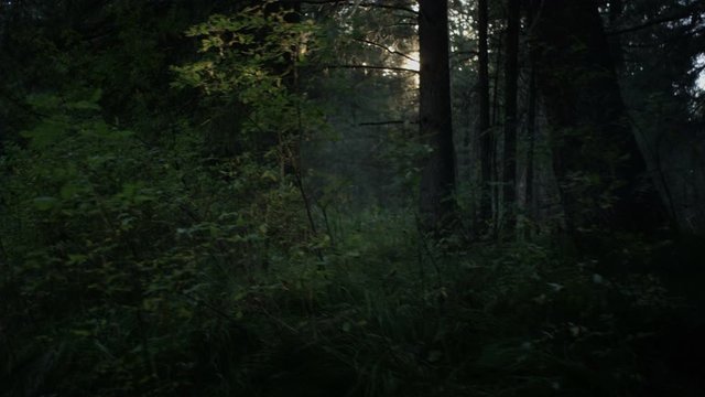 dark forest and the sun