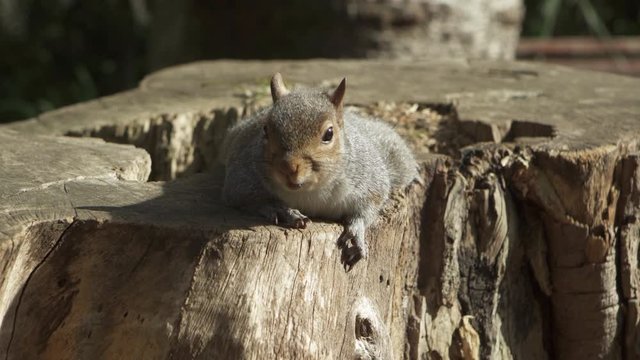 A lockdown on a small grey squirrel reclining on a tree stump in the sunlight breathing heavily - Cape Town, South Africa