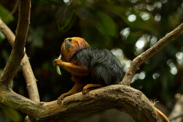 Golden-headed lion tamarin (Leontopithecus chrysomelas).