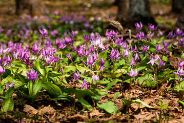森の中のカタクリの花のクローズアップ