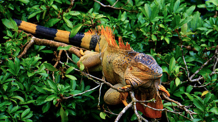 Iguana in Tree