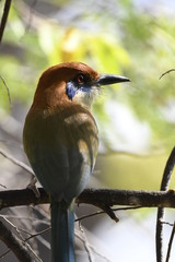 momot bird on branch
