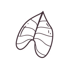 Isolated leaf line style icon vector design