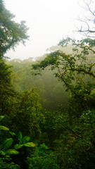 Obraz premium Rainforest Costa Rica
