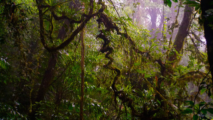 Fototapeta premium Rainforest Costa Rica
