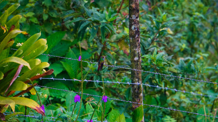 hummingbird