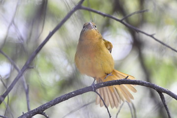 orange bird on a branch