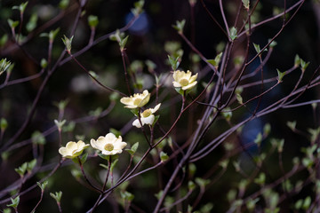 Dogwood Blooming In The Forest