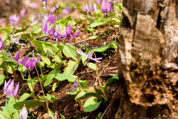 森の中のカタクリの花のクローズアップ