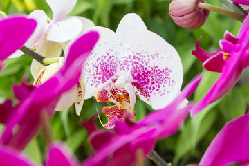 Close up of white Orchid at my home, Scientific name 