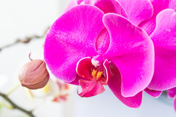 Close up of pink Orchid at my home, Scientific name "Phalaenopsis" orchid, Thailand.
