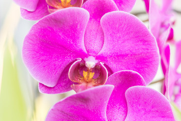 Close up of pink Orchid at my home, Scientific name 