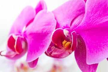 Close up of pink Orchid at my home, Scientific name 