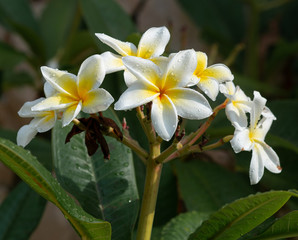 Obraz premium frangipani plumeria flower