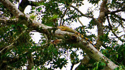 Iguana in Tree