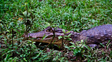 Caiman in River