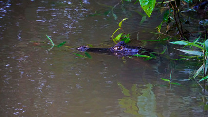 Caiman in River