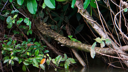 Basilisk on log in River