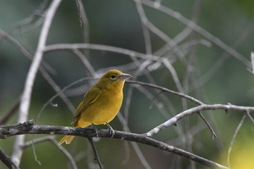 robin on a branch