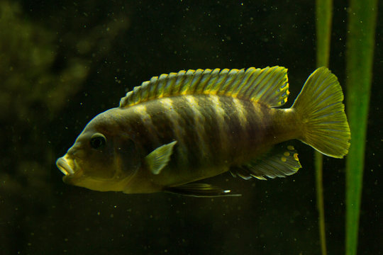 Zebra mbuna (Maylandia zebra).