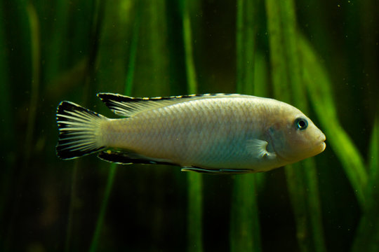  Pindani (Pseudotropheus socolofi).