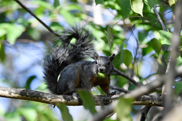 squirrel on a tree