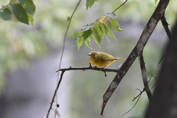 female cardinal on a branch