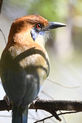 red billed hornbill