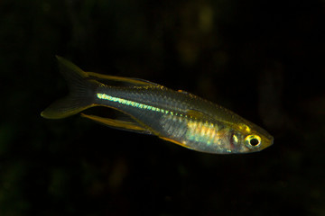 Celebes rainbowfish (Marosatherina ladigesi). © Elena
