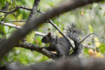squirrel on a branch