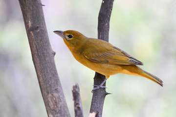 bird orange on a branch