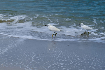 seagull on the beach
