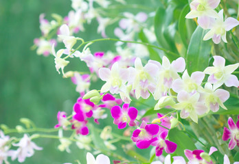 Orchid Bokeh Background