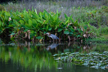 green heron in the pond