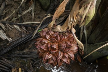 Globular Fruit Cluster of the Nipa Palm (Nypa fruticans) on Pulau Ubin Island, Singapore