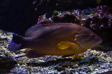 Coral hind (Cephalopholis miniata).