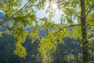 The sun shines through the branches of trees, young foliage of birch, spring view