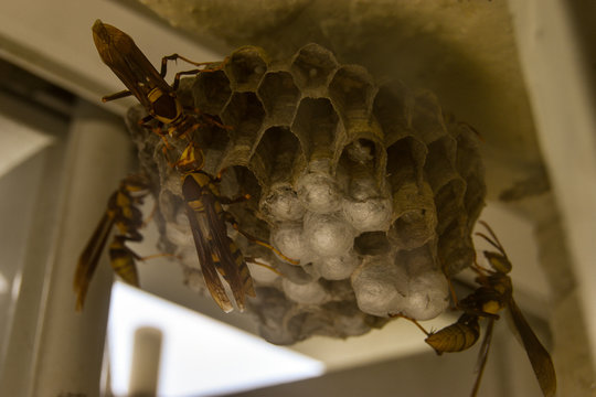 yellow jack paper wasps
