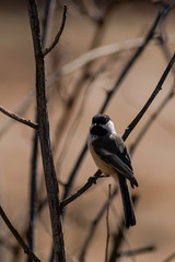 Black Capped Chickadee in Spring.