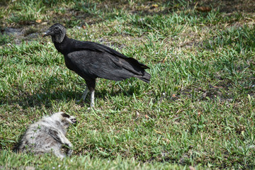 vulture on the ground