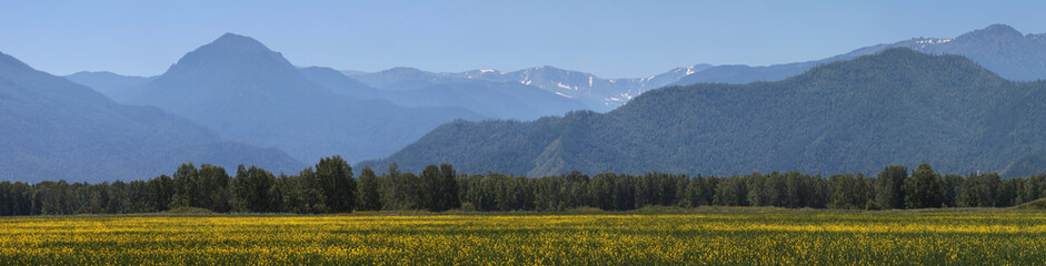 Wide panorama, mountain landscape. Flowering field and snow-capped peaks.