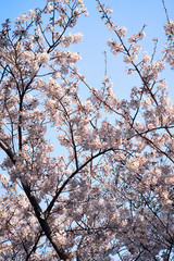 A shot of Japanese cherry blossoms in bloom on a spring day.