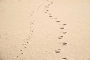 Fototapeta na wymiar A shot of dog and human footprints in the sand at a local beach.