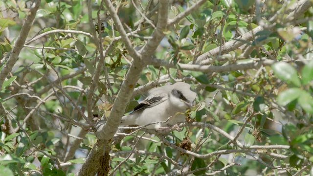 Cute loggerhead shrike baby bird eats seed on a tree branch in Orlando Florida