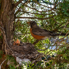 American Robin nursing chicks in the nest