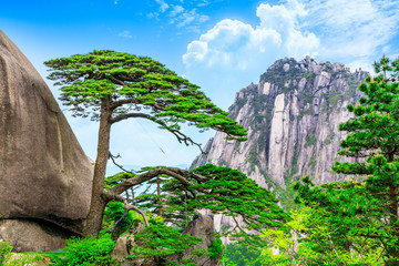 The Pine Greeting Guests in huangshan,anhui,China.it is the landmark of huangshan scenic spot.