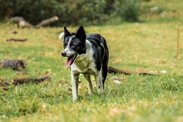 Black and white colored dog with a slow and tired walk looking at the horizon with his tongue out, surrounded by grass and trunks