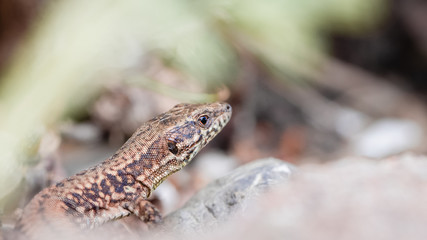 Lézard des murailles, rapiette, se promenant sur le sol au milieu de la verdure en macro