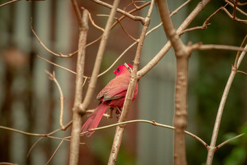 red cardinal on a branch